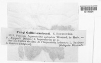 Puccinia imperatoriae image